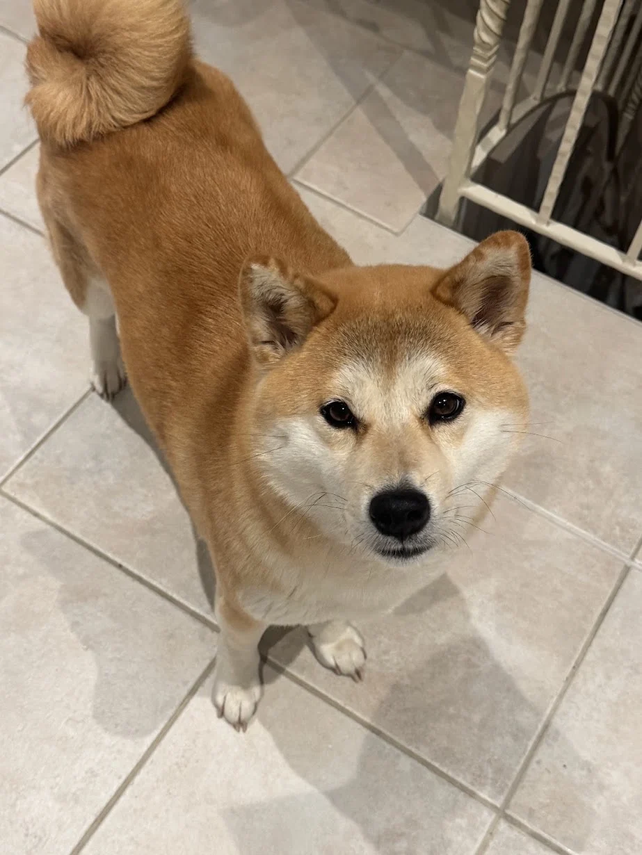 Shiba Inu Riko schaut in die Kamera